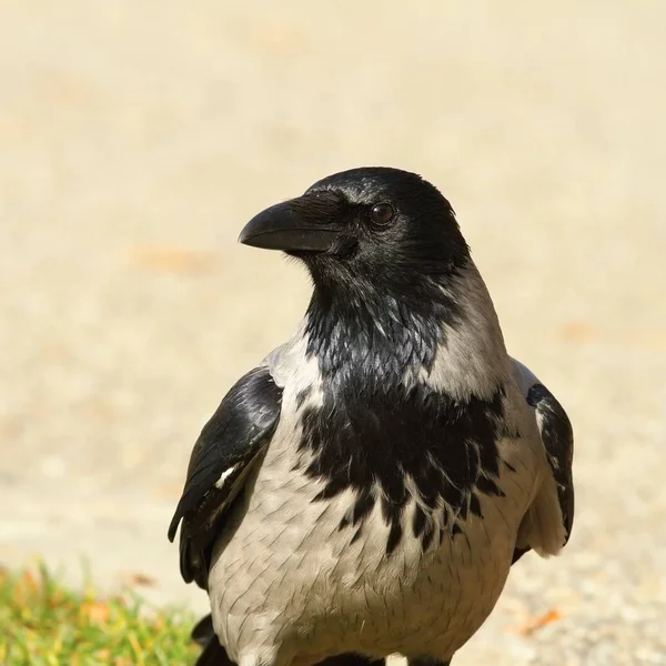 Portret van hooded crow — Stockfoto