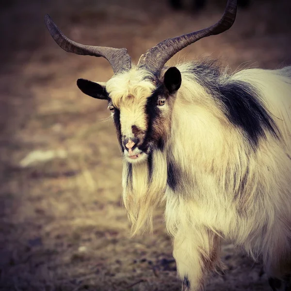 Portrait of big goat ram — Stock Photo, Image