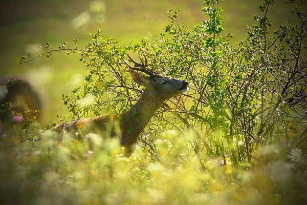 Portrait of wild roebuck — Stock Photo, Image