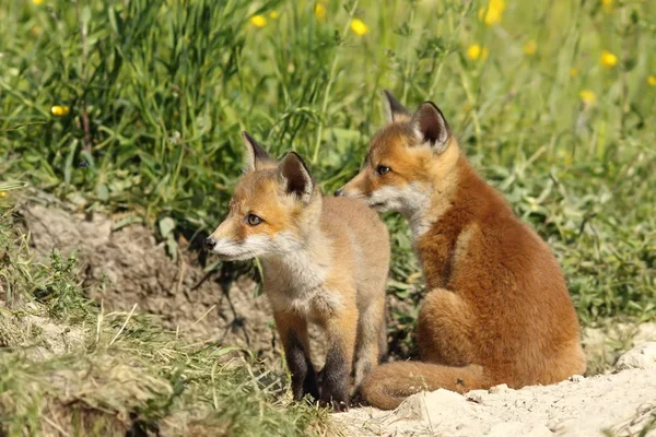 Red fox kardeşler — Stok fotoğraf