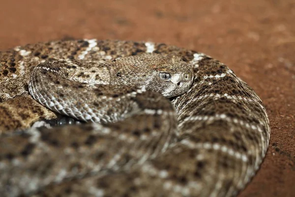 Batı diamondback çıngıraklı yılan — Stok fotoğraf