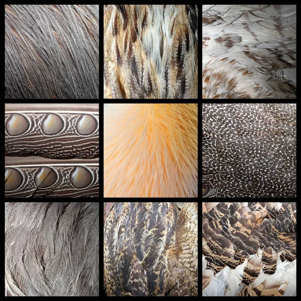 Wilde vogels veren collectie — Stockfoto