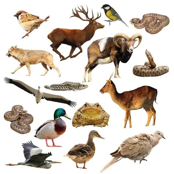 Wildlife collectie over Wit — Stockfoto