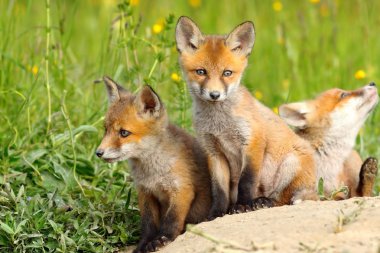 güzel fox yavrularını