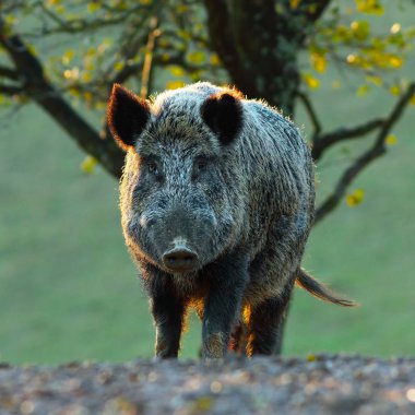 Kameraya bakarak büyük yaban domuzu