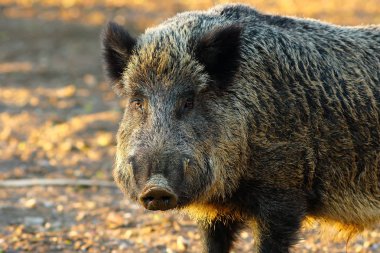 büyük yaban domuzu yakın çekim