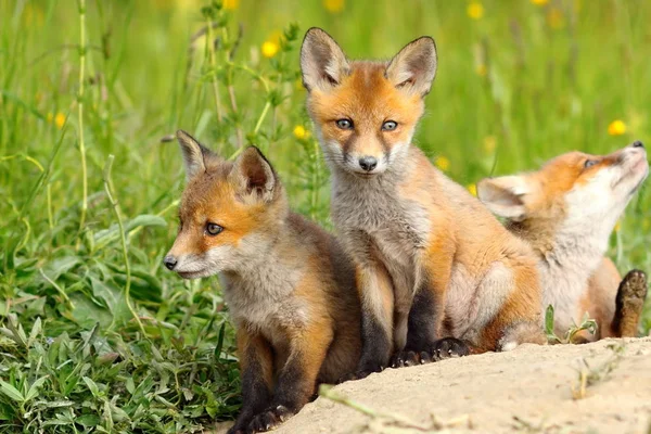 Belos filhotes de raposa — Fotografia de Stock