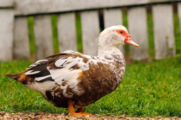 Cairina moschata auf dem bauernhof — Stockfoto