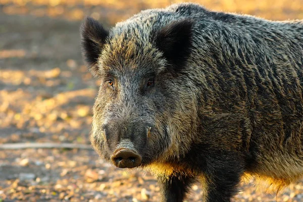 Close up of big wild boar — Stock Photo, Image