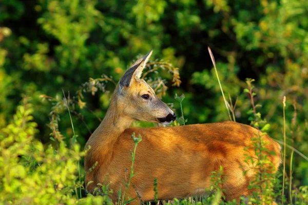 Zbliżenie na dziki sarny doe — Zdjęcie stockowe