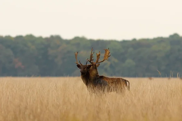 Fallow deer bucks after the fight — Stock Photo, Image