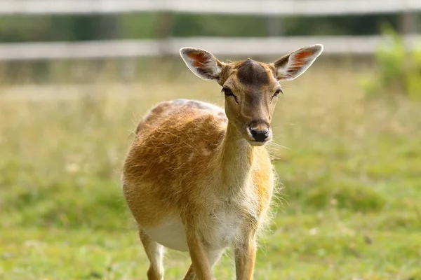 Fallow deer hind coming towards camera — Stock Photo, Image