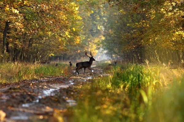 Damherten hert in herfst bos — Stockfoto