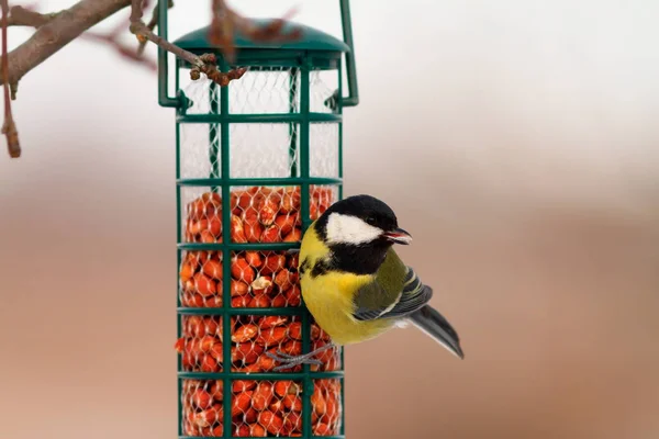 Great tit hanging on peanut bird feeder — Stock Photo, Image