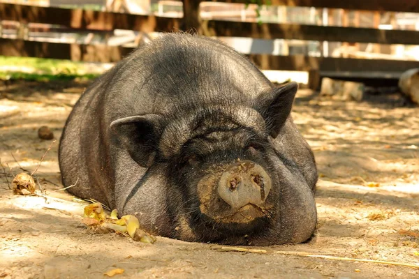 Enorme porco preguiçoso na fazenda — Fotografia de Stock