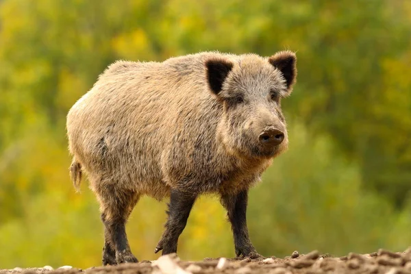 Cinghiale selvatico enorme — Foto Stock