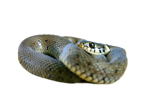 Serpent d'herbe isolé — Photo