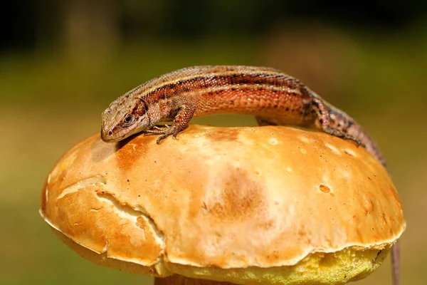 Lizard basking on mushroom — Stock Photo, Image