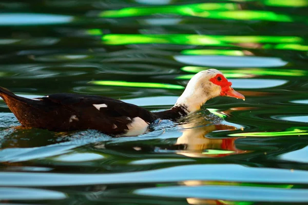 Pato muscovy na lagoa colorida — Fotografia de Stock