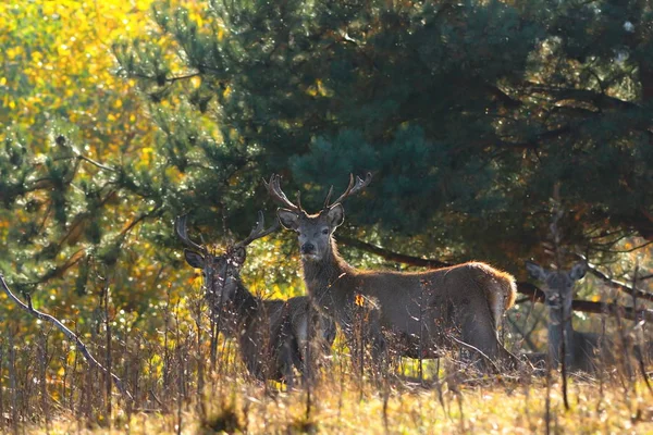 Red Deer Stags — Stockfoto