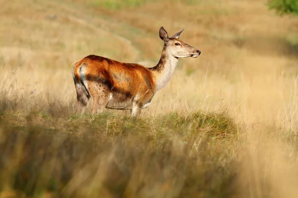 Biche cerf rouge sur prairie de montagne — Photo