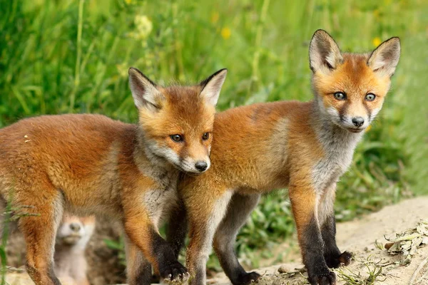 Red fox brothers — Stock Fotó