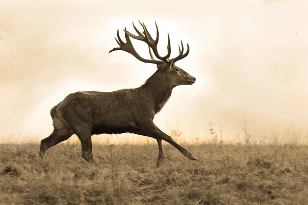Sepia image of red deer stag — Stock Photo, Image