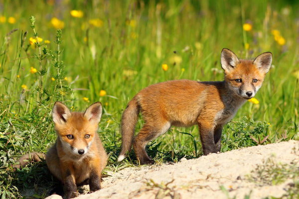 two fox cubs looking at the camera