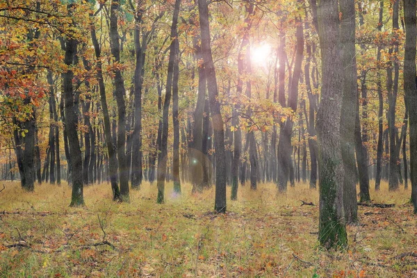 Солнечный свет в молодом дубовом лесу — стоковое фото