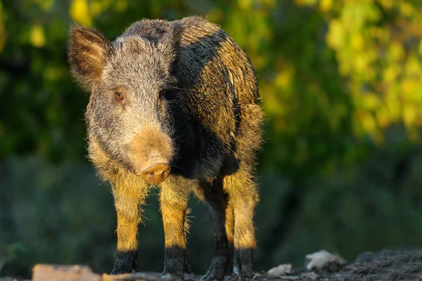 Wildschwein auf einer Lichtung — Stockfoto