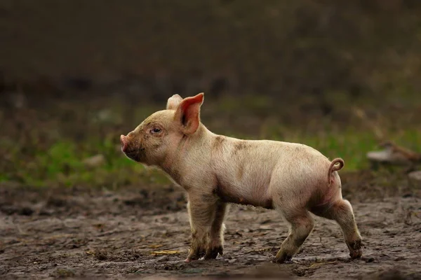 Farm yakınındaki genç domuz — Stok fotoğraf