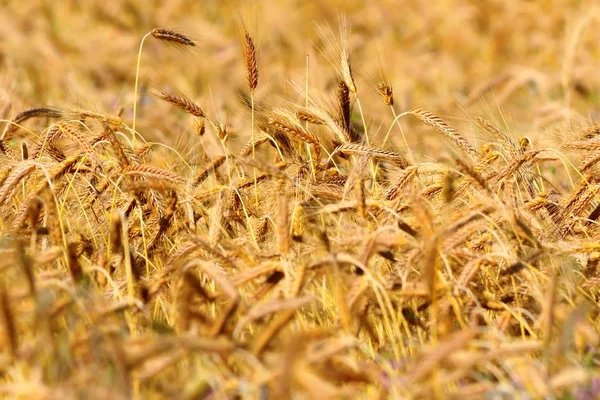 Campo de trigo textural amarelo — Fotografia de Stock