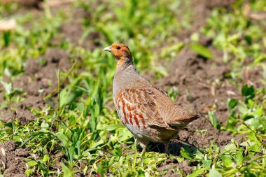 sürülmüş arazi üzerinde gri partrigdge