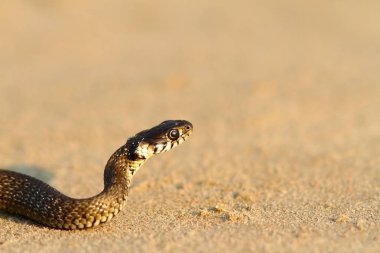 Juvenil çim yılan portre