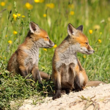 Red fox kardeşler