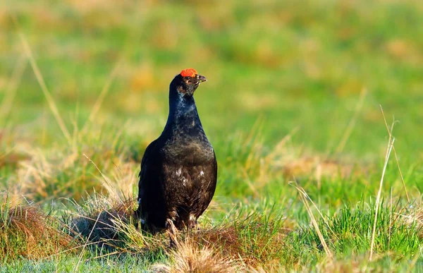 Black grouse in natural habitat — Stock Photo, Image