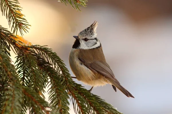 Crested tit sitting on fir tree — Stock Photo, Image