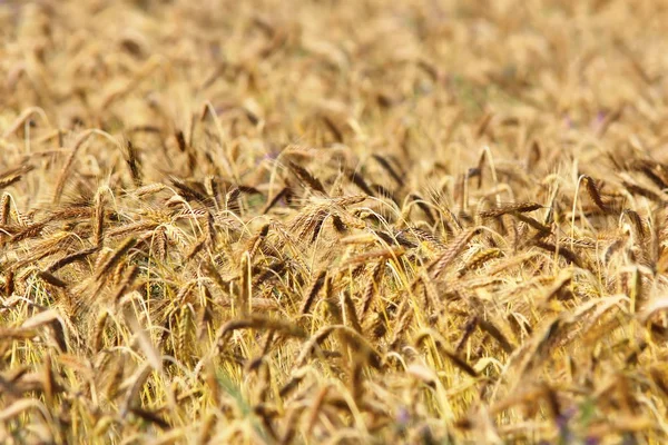 Pormenores do campo agrícola do trigo — Fotografia de Stock