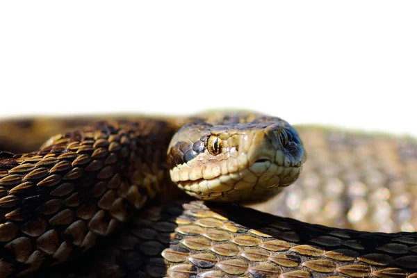 Head of meadow viper with place for your text — Stock Photo, Image