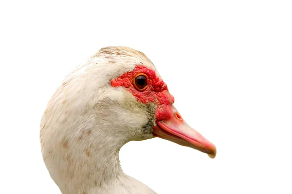 Portrait of muskovy duck over white — Stock Photo, Image