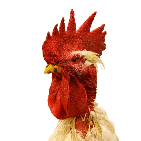 Potret ayam jantan shaggy bangga — Stok Foto