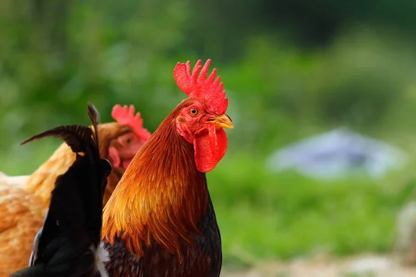 Retrato de gallo colorido en la granja — Foto de Stock