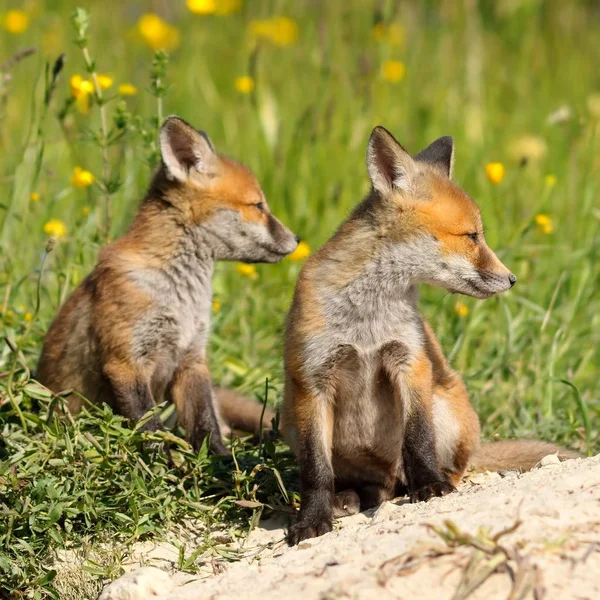 Red fox brothers — Stock Fotó