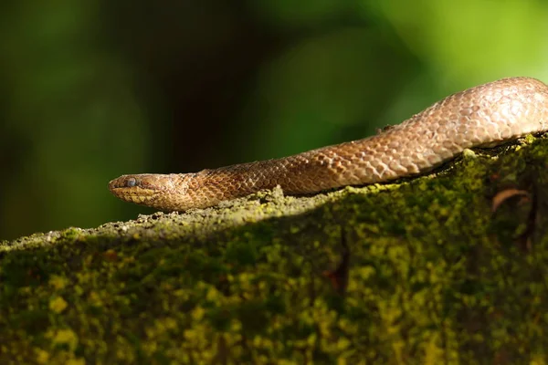 Гладка змія на гілці — стокове фото