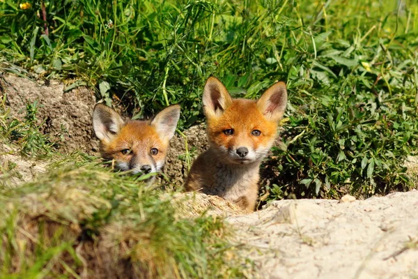 Két aranyos róka — Stock Fotó