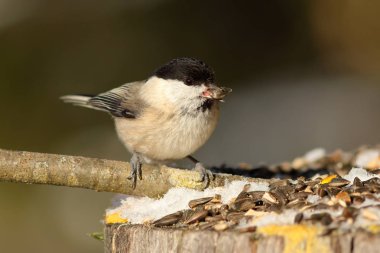 Bahçe kuş Besleyici, aç kömür baştankara