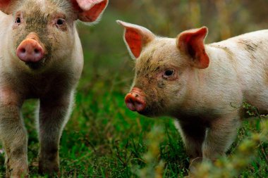 farm yakınındaki yeşil çim üzerinde genç domuzlar