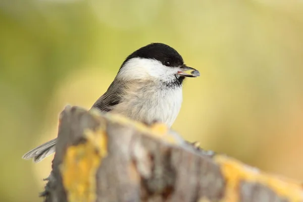 Coal tit with seed in its beak — Stock Photo, Image