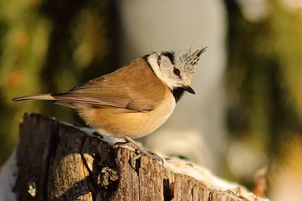 Güdük üzerinde Avrupa Tepeli baştankara — Stok fotoğraf