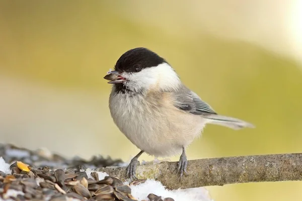 Coal tit perched of twig — Stockfoto